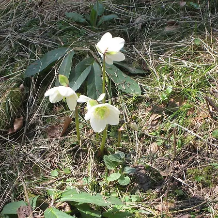 Haus Tirol * Thiersee