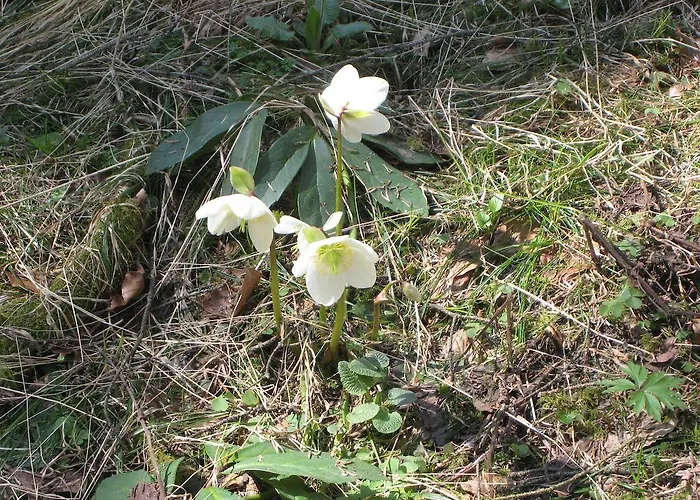 Haus Tirol * Thiersee